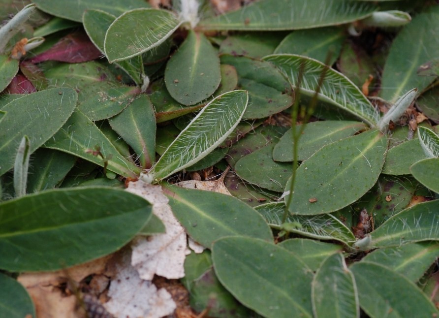 Pilosella officinarum (= Hieracium pilosella) / Pelosella